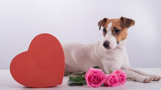 Jack Russell Terrier sits next to a heart-shaped box and a bouquet of pink roses. Dog on a date.