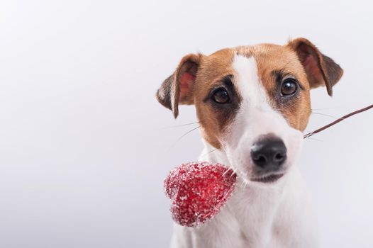 The dog holds a heart in his mouth on a white background. Greeting card with loving Jack Russell Terrier