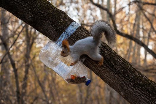 Squirrel eating from a feeder on the branch of the tree in autumn forest
