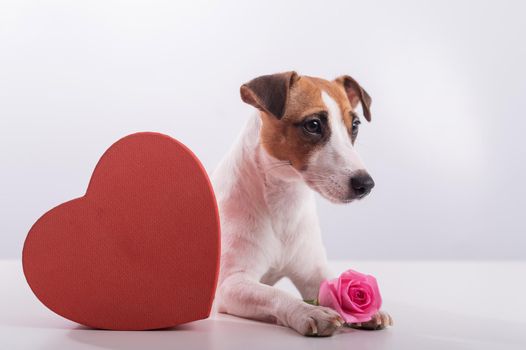 Jack Russell Terrier sits next to a heart-shaped box and a bouquet of pink roses. Dog on a date.