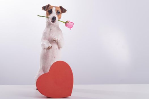 Jack Russell Terrier holds flowers in his mouth and sits next to a heart-shaped box. A dog gives a romantic gift on a date.