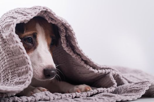 A cute little dog lies covered with a gray plaid. The muzzle of a Jack Russell Terrier sticks out from under the blanket.