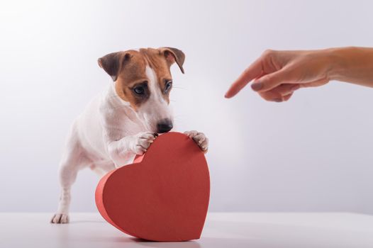 A female hand points to a box in the shape of a heart to Jack Russell Terrier on a white background. A dog gives a romantic gift on a date.