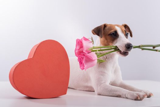 Portrait of funny dog Jack Russell Terrier with flowers in his teeth and boxes in the form of a heart. Valentine's day greeting card.