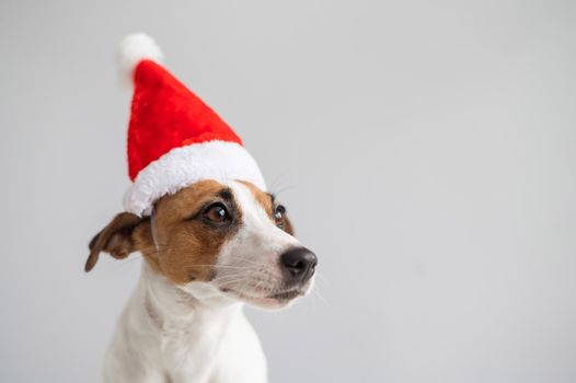 Portrait of a dog jack russell terrier in a santa claus hat on a white background. Christmas greeting card.