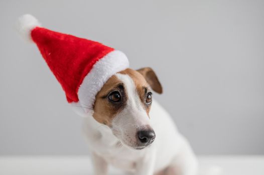 Portrait of a dog jack russell terrier in a santa claus hat on a white background. Christmas greeting card.