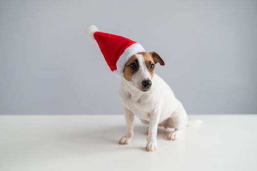 Portrait of a dog jack russell terrier in a santa claus hat on a white background. Christmas greeting card.