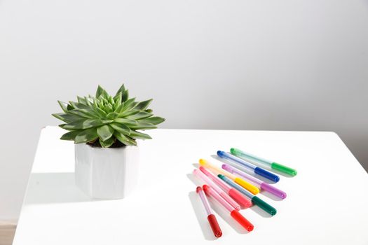 Echeveria in a beautiful ceramic pot and multi-colored felt-tip pens pencils on a beige table. Education concept. Back to school