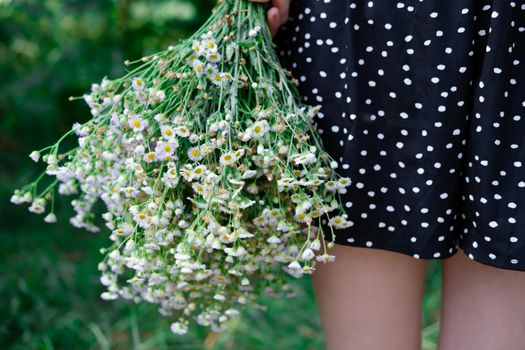 unrecognizable womens legs in black dress in white dots and white wildflowers outdoors on nature background on summertime.