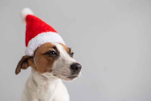 Portrait of a dog jack russell terrier in a santa claus hat on a white background. Christmas greeting card.