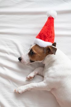 Jack russell terrier dog in santa claus hat lies on a white sheet. Christmas greeting card.