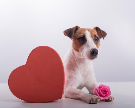 Jack Russell Terrier sits next to a heart-shaped box and a bouquet of pink roses. Dog on a date.