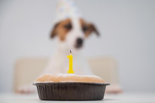 A dog in a cap blows out a candle with the number one on a white background. Jack Russell Terrier celebrates its first birthday