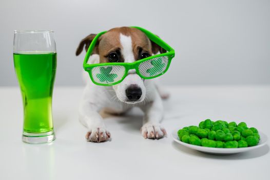 Dog with a mug of green beer and glazed nuts in funny glasses on a white background. Jack russell terrier celebrates st patrick's day.