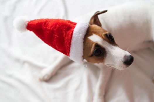 Jack russell terrier dog in santa claus hat lies on a white sheet. Christmas greeting card.