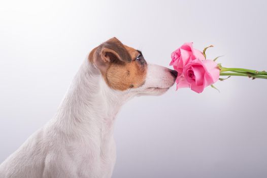 Portrait of funny dog Jack Russell Terrier sniffing a bouquet of roses on a white background.