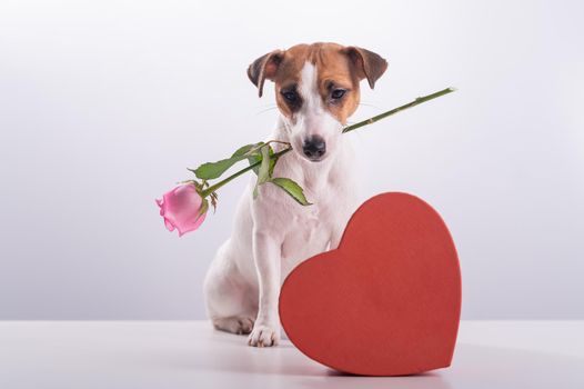 A cute little dog sits next to a heart-shaped box and holds a pink rose in his mouth on a white background. Valentine's day gift.