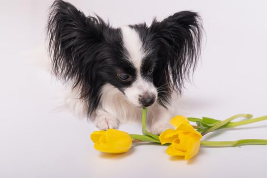 Funny dog with big shaggy black ears with a bouquet of yellow tulips on a white background.