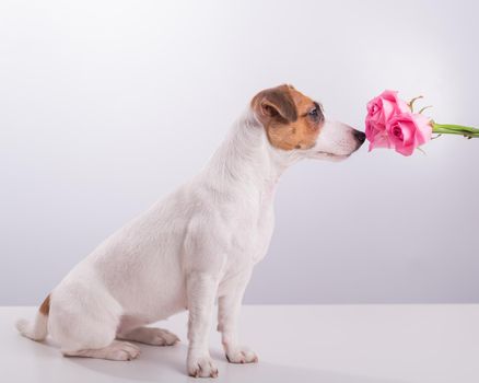 Portrait of funny dog Jack Russell Terrier sniffing a bouquet of roses on a white background.