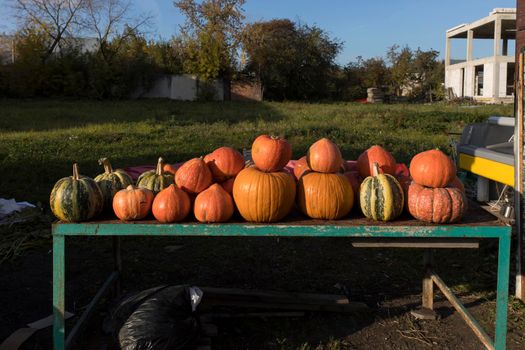 Various pumpkin varieties for sale in a village near a ruined construction site.