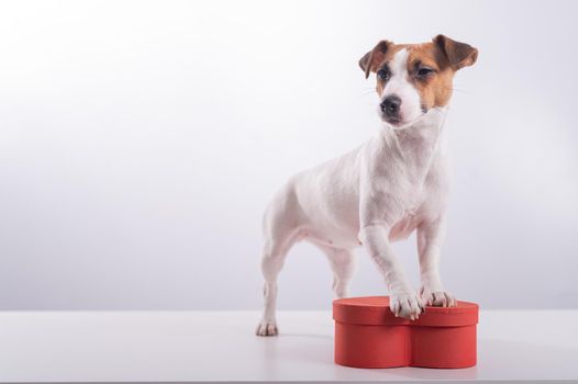 Jack Russell Terrier next to a heart-shaped box on a white background. A dog gives a romantic gift on a date.