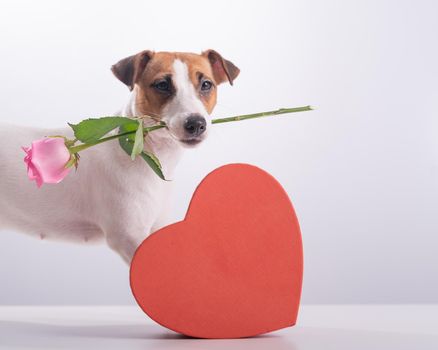 Jack Russell Terrier holds flowers in his mouth and sits next to a heart-shaped box. A dog gives a romantic gift on a date.