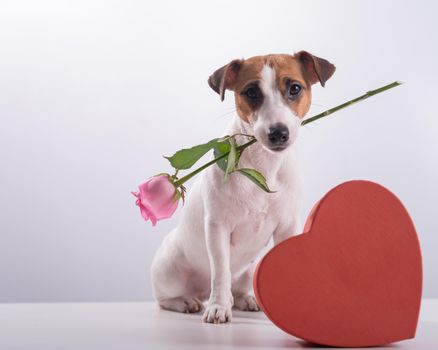 A cute little dog sits next to a heart-shaped box and holds a pink rose in his mouth on a white background. Valentine's day gift.