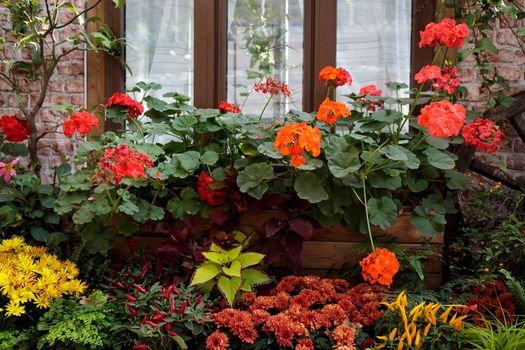Crates of red blooming geraniums adorn the windowsill of an outdoor cafe.