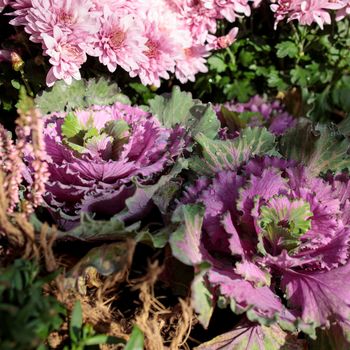 Ornamental purple brassica cabbage decorate the farm stall