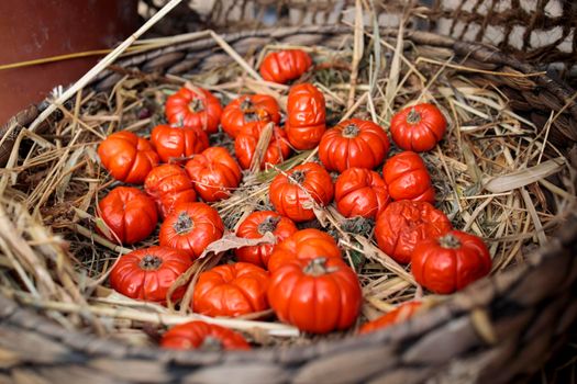 Solanum aethiopicum in a wicker basket decorate the windowsill