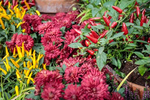 Sweet and chili red, yellow and purple pepper capsicum decorate the windowsill