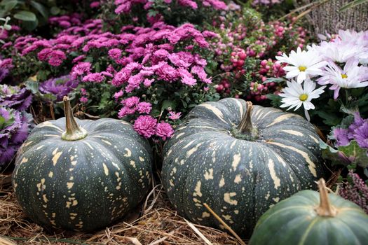 Green pumpkins and purple chrysanthemums decorate the garden before Halloween