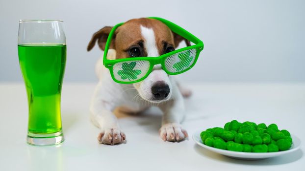 Dog with a mug of green beer and glazed nuts in funny glasses on a white background. Jack russell terrier celebrates st patrick's day.