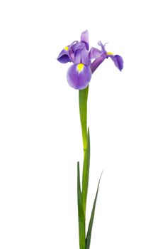 Violet Irises xiphium (Bulbous iris, sibirica) on white background with space for text. Top view, flat lay. Holiday greeting card for Valentine's Day, Woman's Day, Mother's Day, Easter!