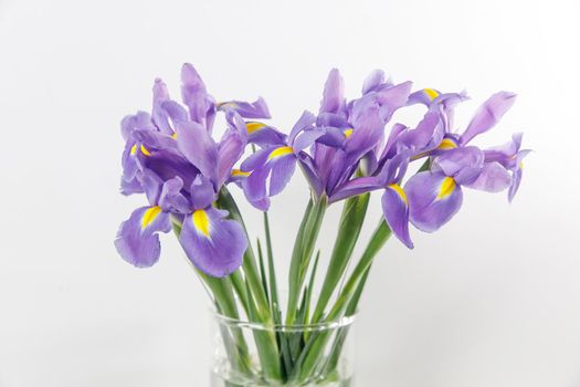 Violet Irises xiphium (Bulbous iris, sibirica) on white background with space for text. Top view, flat lay. Holiday greeting card for Valentine's Day, Woman's Day, Mother's Day, Easter!