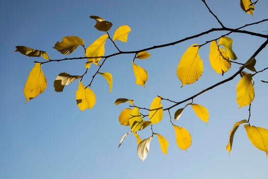 Yellow leaves of elm tree on a background of blue sky in autumn