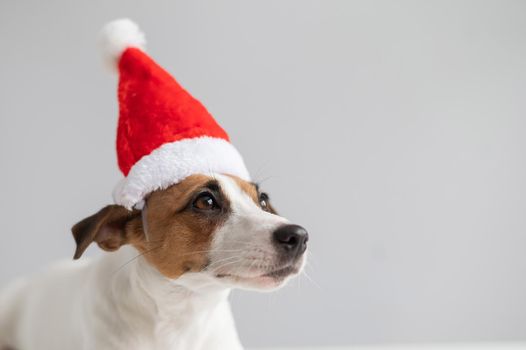 Portrait of a dog jack russell terrier in a santa claus hat on a white background. Christmas greeting card.