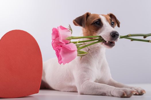 Portrait of funny dog Jack Russell Terrier with flowers in his teeth and boxes in the form of a heart. Valentine's day greeting card.