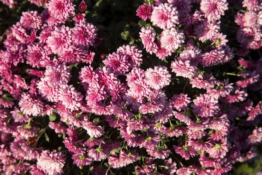 Backdrop of purple chrysanthemums growing outside in the park