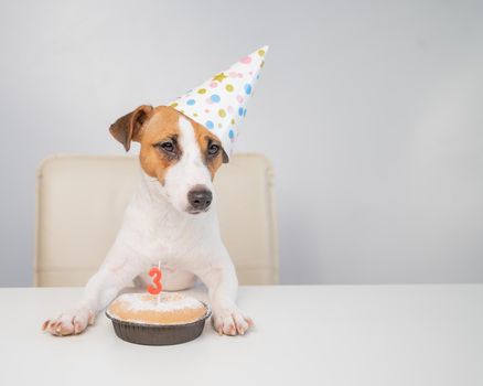 Jack russell terrier in a festive cap by a pie with a candle on a white background. The dog is celebrating its third birthday.