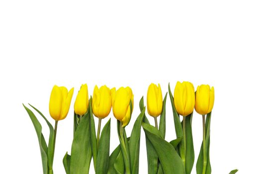 layout of yellow tulips on a white background