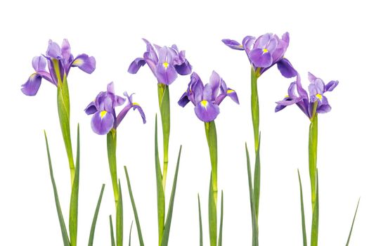 Violet Irises xiphium (Bulbous iris, sibirica) on white background with space for text. Top view, flat lay. Holiday greeting card for Valentine's Day, Woman's Day, Mother's Day, Easter!