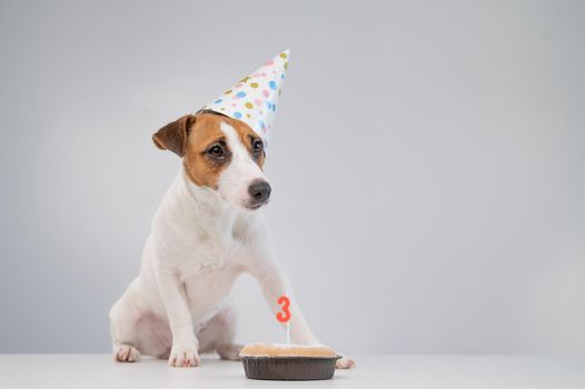 Jack russell terrier in a festive cap by a pie with a candle on a white background. The dog is celebrating its third birthday.