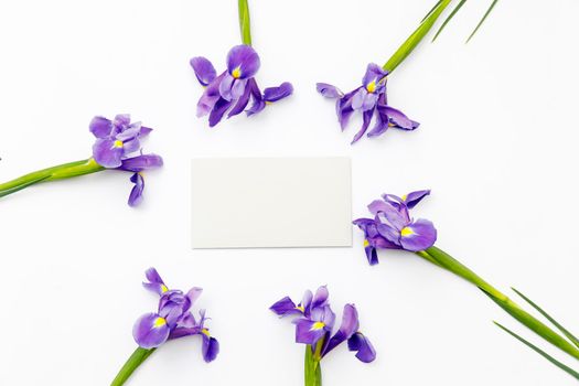 Violet Irises xiphium (Bulbous iris, sibirica) on white background with space for text. Top view, flat lay. Holiday greeting card for Valentine's Day, Woman's Day, Mother's Day, Easter!