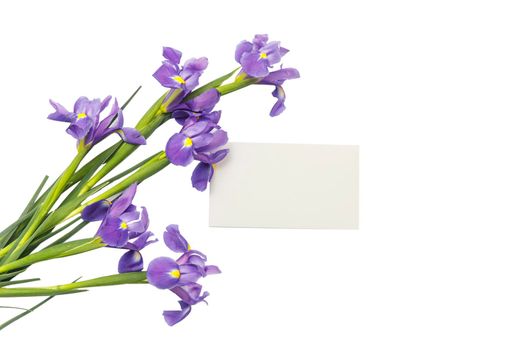 Violet Irises xiphium (Bulbous iris, sibirica) on white background with space for text. Top view, flat lay. Holiday greeting card for Valentine's Day, Woman's Day, Mother's Day, Easter!