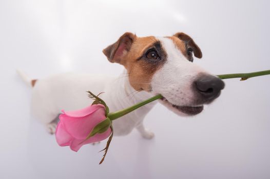 Top view of a funny dog with a pink rose in his mouth on a white background. Wide angle