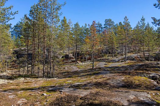 Reddening autumn thickets of blueberries and lingonberries around a stone overgrown with moss in nature reserve on mountain Vottovaara, Karelia, Russia.