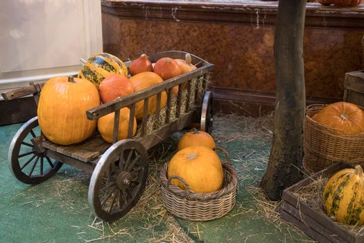 Decorative pumpkins, Halloween decor in Moscow city. Harvest, garden decoration in GUM, Moscow city. Shop ornament with gourd, orange pumpkin. Halloween pumpkin. Pumpkin decor. Many Halloween pumpkins