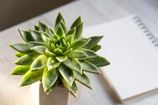 Echeveria in a beautiful ceramic pot on a beige table next to a white spring notepad in the kitchen as an interior decoration. Place for text. Copy space