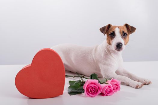 Jack Russell Terrier sits next to a heart-shaped box and a bouquet of pink roses. Dog on a date.